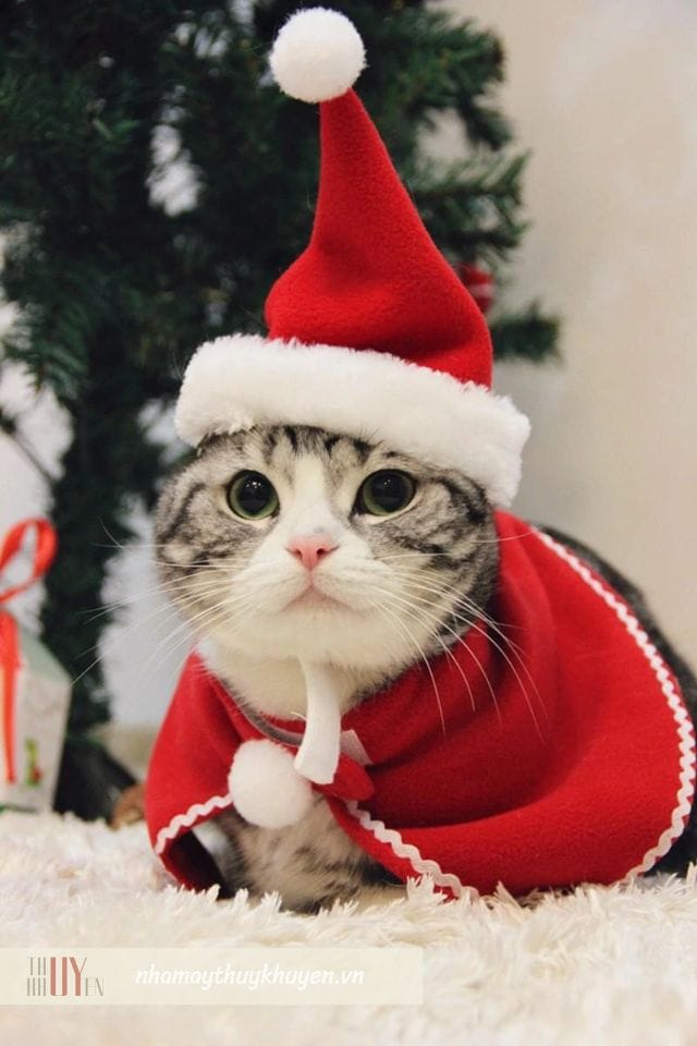 nón ông già noel là một trong những món đồ giáng sinh cho mèo được mua nhiều nhất nón ông già noel là một trong những món đồ giáng sinh cho mèo được mua nhiều nhất