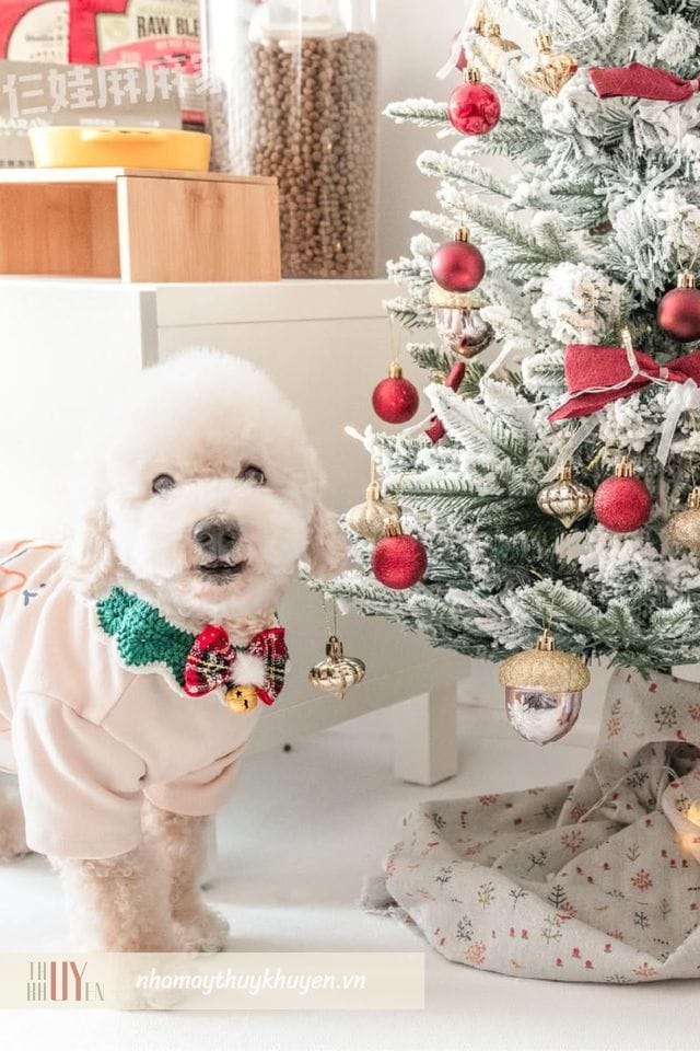 vòng cổ noel là món đồ noel cho thú cưng khiến chúng nổi bật và dễ thương vòng cổ noel là món đồ noel cho thú cưng khiến chúng nổi bật và dễ thương